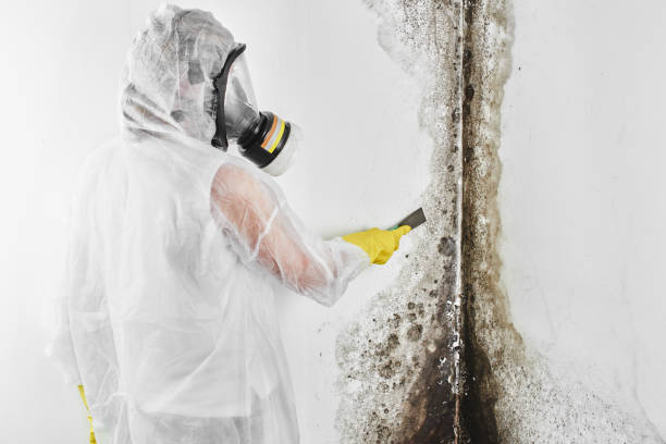 Best Attic Mold Removal  in White Castle, LA