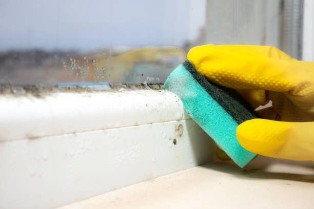 Best Office Mold Removal Services  in White Castle, LA