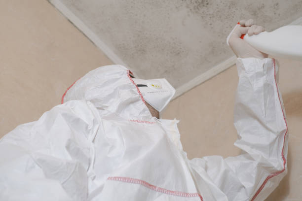 Trusted White Castle, LA Mold Removal Experts