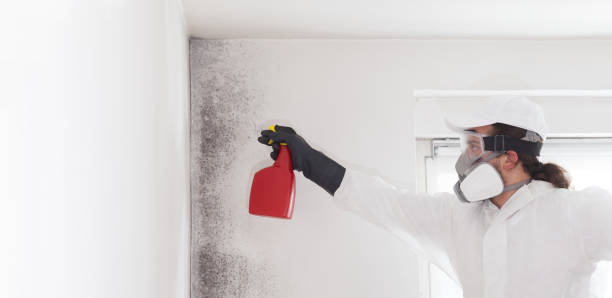 Attic Mold Removal in White Castle, LA
