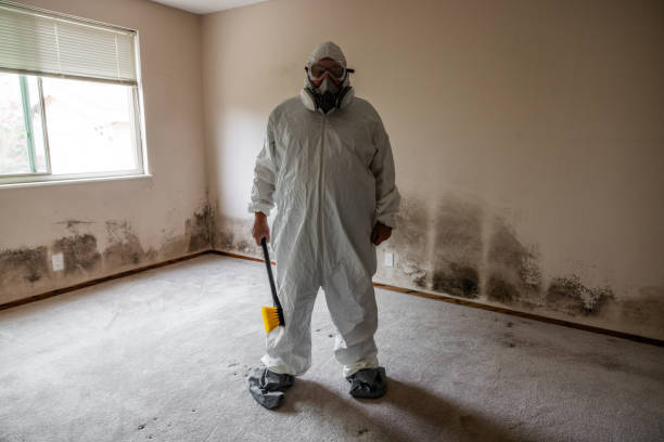 Home Mold Removal in White Castle, LA