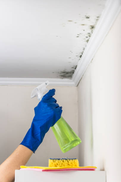 Best Home Mold Removal  in White Castle, LA